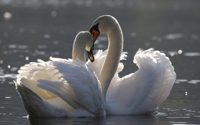 Meditoi luova voimasi takaisin